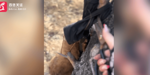 狗狗被丝袜勒死挂在树上！目击者：死后眼睛睁大，怀疑被人虐待