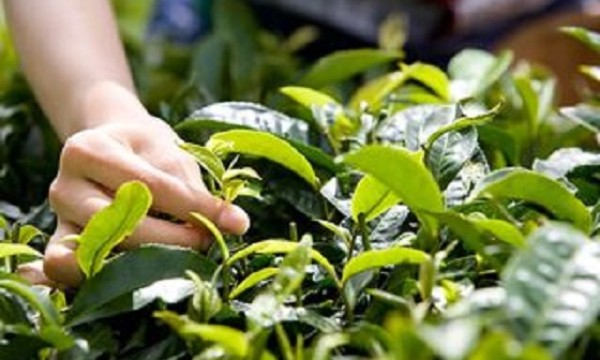 黑天鹅来袭，黔中通证拍场落槌，风景这边独好
