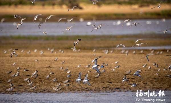 福州“一秒入冬” 冬候鸟陆续飞抵闽江河口湿地